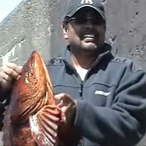 Big Ling Cod off the Breakwater