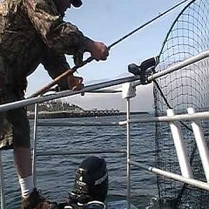 Lingcod fishing in Puget Sound Solo all Top Dog using 5000D and G Loomis GLX Spinner Rod