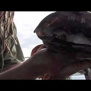 Top Dog Lingcod Fishing In Puget Sound with G Loomis GLX hover rod and 5000D reel