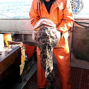 Alaska Killer Ling Cod Number Two