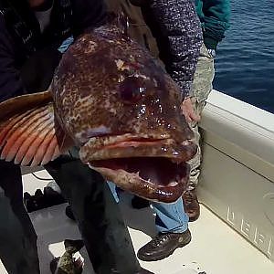 Part 2 Lingcod fishing with All Rivers and Saltwater Charters