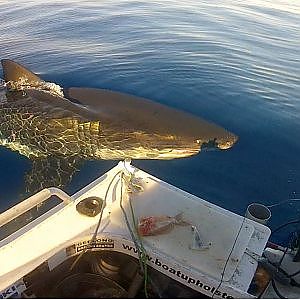 Future Shark Food | CLOSE Encounters With Great White