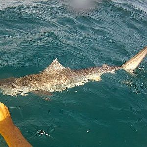 Tiger Shark Caught while Kayak Fishing