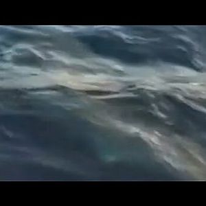 Great White Shark Caught by Fisherman: Video Caught on Tape