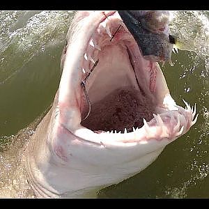 SHARK FISHING - Hooking Up With A Monster Delaware Bay Shark!!!