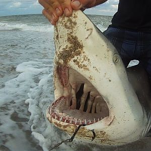 Mullet Run Shark Fishing!