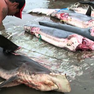 Shark Week 2011: Shark Fishing Banned in Honduras, Bahamas