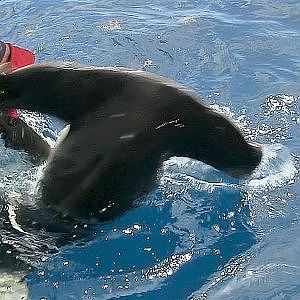 Hammerhead Shark caught using a Handline