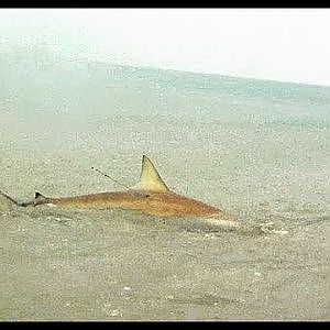 Surf Fishing for Sharks