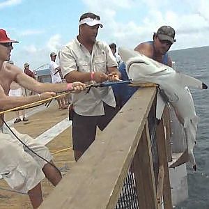 Blacktip Shark @ Navarre Beach Fishing Pier 8/18/10