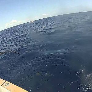 800 Pound Tiger Shark- Islamorada, Florida