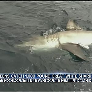 Teens catch 1,000 pound great white shark