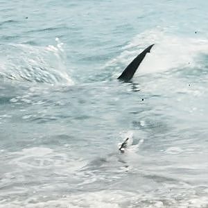 Giant Hammerhead Attacks Blacktip Shark