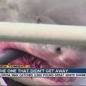 Fishermen catch great white shark