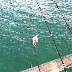 Man catches a Hammerhead shark at Okaloosa Pier in Destin Florida