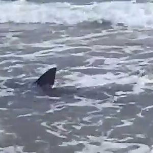 BULL SHARK SOUTH PADRE ISLAND 8/27/2011