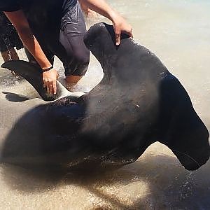 Florida Giant 13 Foot Hammerhead Shark! (FULL VIDEO)