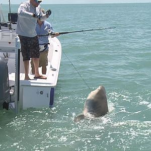 Big Bull Shark Boca Grande FL