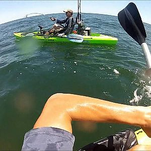 Bull Shark Off Kayak