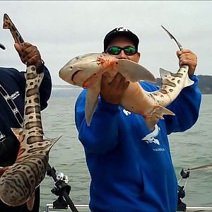 SanFrancisco Bay How to catch leopard Sharks WWW.HOOKDUPSPORTFISHING.COM Northern California