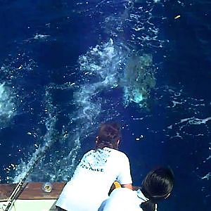 tiger shark fishing