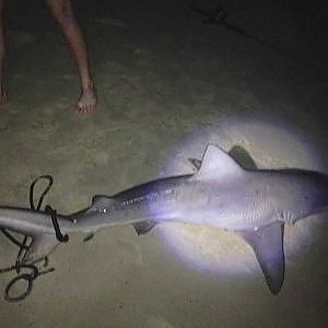 Gold Coast land based Shark Fishing - Team Big Dog Trip