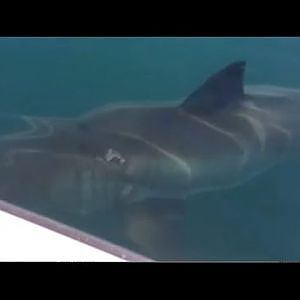 Great White Sharks attack boat
