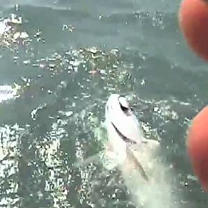 Tarpon Fishing and Shark Attacks Fly Florida Keys!