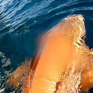 World Record Nurse Shark - Fishing Cape Canaveral Florida