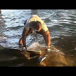 MONSTER TIGER SHARK BOB HALL PIER