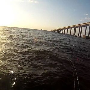 Shark Eats Tarpon - Tampa - Sunshine Skyway - Capt. Clay Fishing Charters