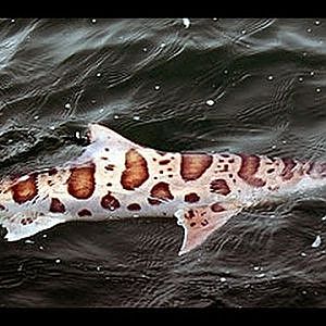 THE SAN FRANCISCO BAY CATCHING AND RELEASING SOME SHARKS