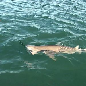 Fishing sharks westernport seven giller