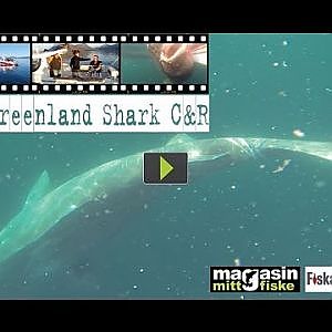 Scandinavian Big Game Fishing - 2 x Greenland Shark C&R (992+2165 lbs!)