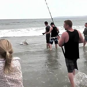 Shark Catch - Omaha Beach - 27 Dec 2010