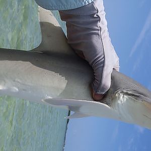 Florida Keys Bonnethead Shark on Gulp Shrimp