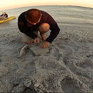 Deploying Shark Bait From the Beach