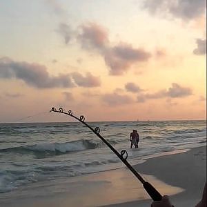 Shark fishing off beach in Destin, Hammerhead