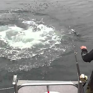 Salmon Shark Fishing