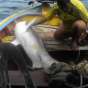 How to catch a shark! - Koh Lipe, Thailand