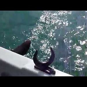 Christoph fängt Meter Hai in Norwegen
