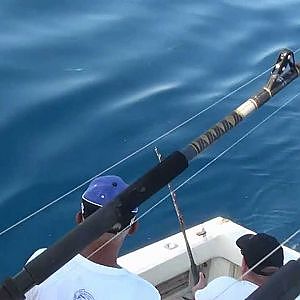 Großer Blauhai gefangen und releast in Kroatien/Jezera