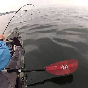 45 # Kayak California Halibut