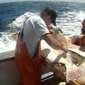 Filleting Giant California Halibut - 55lb