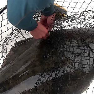 60lb Halibut trolling off Vancouver Island