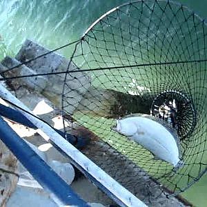 a. HALIBUT FISHING IN SAN DIEGO BAY 15 OCTOBER