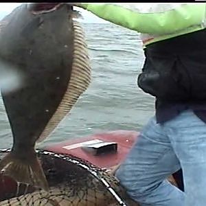 Halibut Fishing San Francisco Bay..mpg