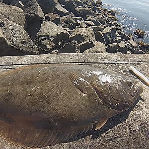 Halibut Fishing From Shore - Harbor Island, San Diego