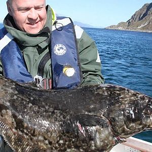 Halibut and monstercod caugnt in Vaeroy, Lofoten Norway August 2011.