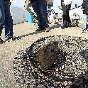 GoPro - Belmont pier Halibut